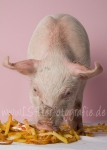 04 Schwein gehabt